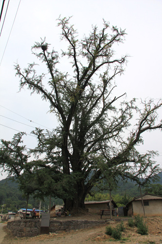 천연기념물 제482호인 봉안리 은행나무는 높이가 33m 에 수령 500년이 넘는다