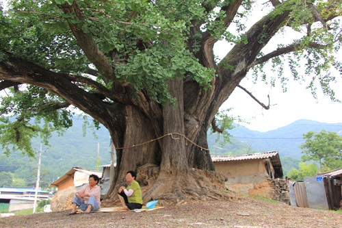 봉안리 사람들이 당산나무로 여기는 은행나무는 한 여름에는 마을분들의 쉼터로 이용을 한다