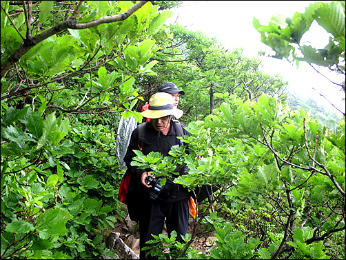 잠시 하늘이 열리며 안개가 거치자 한국의 산하 김성중 운영자님이 무성한 숲길속에서 모습을 보인다. 
