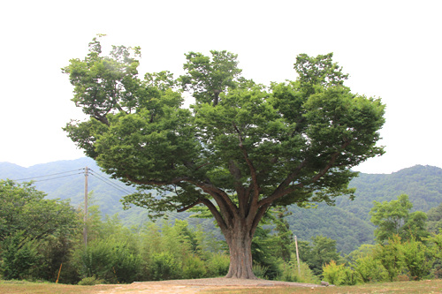용흥사 입구에 서 있는 느티나무