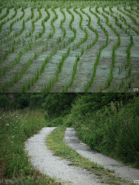  비포장길