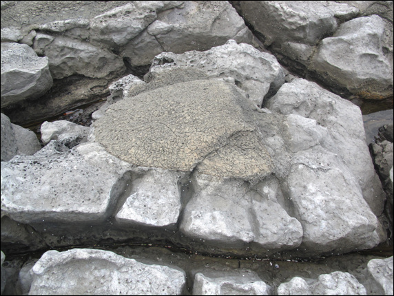 용암이 녹아서 통으로 된 바위들 마다 특이한 모양들이 새겨져 있다.