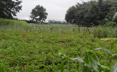 경기 시흥시 계수동의 농장텃밭에는 감자와 고추가 주 작물로 재배되고 있다. 인근에 4개의 농장 텃밭을 가지고 있다.