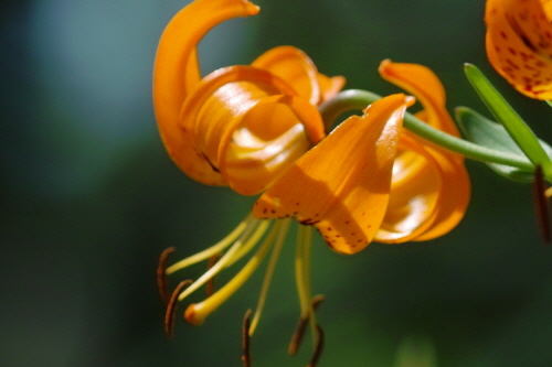 아름다운 털중나리꽃