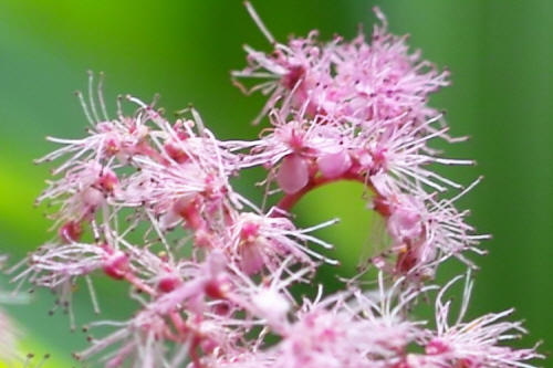 핑크빛으로 염색한 마리처럼 보이는 지리터리풀꽃