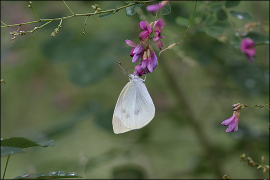 보랏빛 싸리꽃에 앉아있는 나비, 어울려 있는 모습이 아름답다.