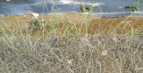 검정비닐을 덮거나 제초제를 살포해서 풀을 제거하기도 한다. 검정비닐을 씨운 밭주변의 풀들이 제초제에 죽었다.