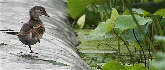 13일 함양 상림연꽃단지에서 천연기념물 원앙새 암컷 한 마리가 발견되었는데, 오른쪽 다리가 잘린 모습이었다.
