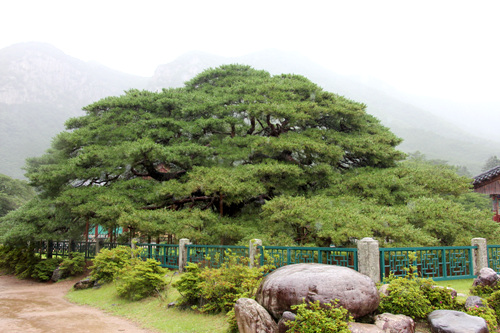 경북 청도군 운문면 신원리에 소재한 운문사 경내에 서식하고 있는 천연기념물 처진소나무