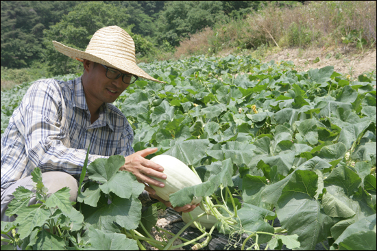 장성남씨가 자신의 밭에서 수확을 앞둔 국수호박을 살피고 있다.
