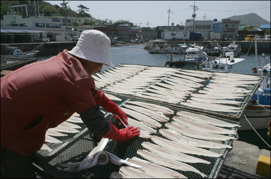 거문도 아낙이 항구에서 생선을 말리고 있다.