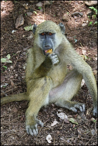 망고 먹는 바분(baboon).원숭이의 한 종류.