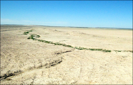 여의도 면적 15배에 달하던 차깐노르 '큰' 호수는 지난 2002년 경 완전히 말랐다. 빗물은 소금기로 덮인 땅에 젖어들지 못하고 흘러간다. 알칼리성 토양을 견디는 감봉이 빗물이 흐른 흔적을 따라 싹을 틔웠다.