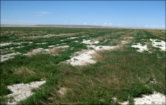 에코피스 아시아와 현지 목축민들이 지난 2010년 파종한 감봉이 스스로 씨앗을 퍼뜨려 군집을 이루고 있다. 군데군데 보이는 마른 줄기들이 모래바람을 막는 장벽 역할을 훌륭히 해냈다. 푸른 감봉과 하얀 소금땅이 뚜렷하게 대비를 이룬다.