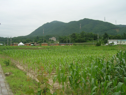 김유정 가는 길    김유정의 작품 산실인 금병산의 모습, 고압선이 어쩐지 
마음에 걸린다.  