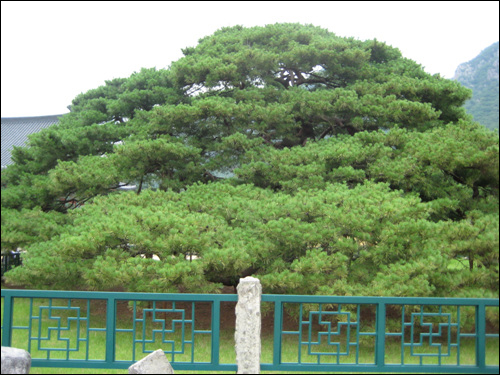 처진소나무는 천연기념물로 잘 보존되고 있다.