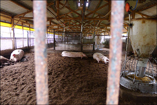 25일 경북 영주시의 한 돼지농장에서 돼지들이 쉬고 있다. 구제역 이후, 새롭게 들인 돼지다.