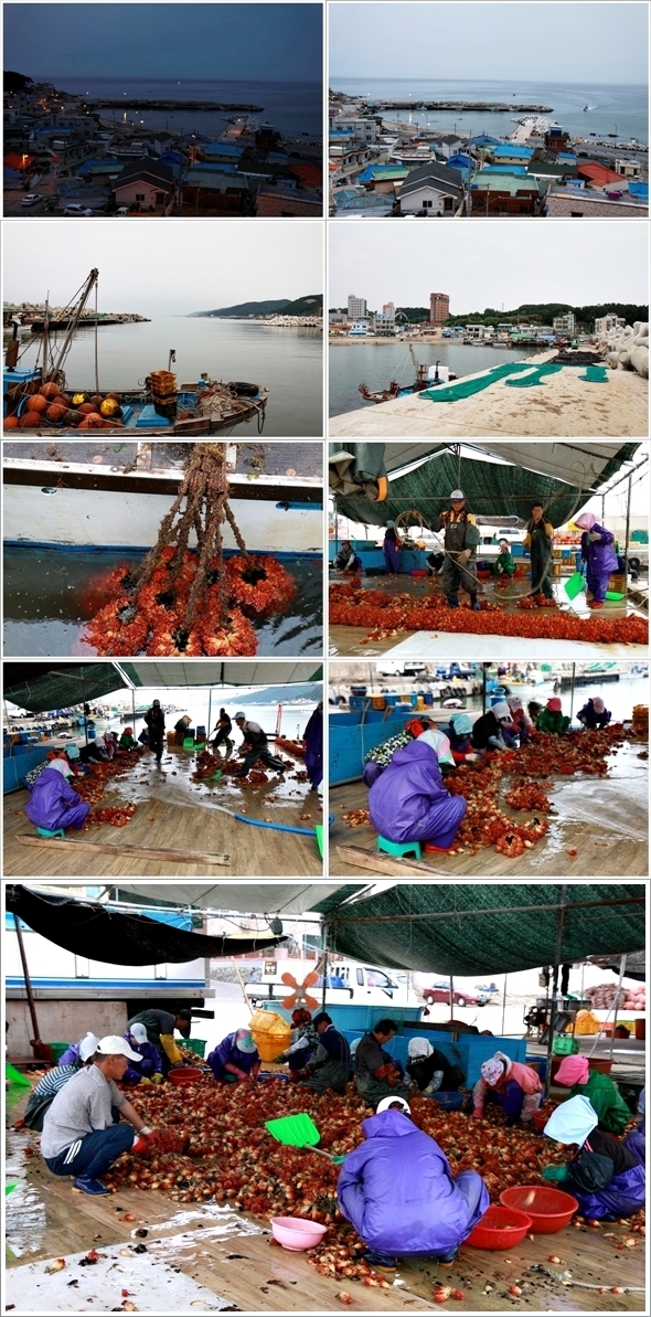  삼사항 주변에 얕은 바다의 암석, 해초, 조개 등에 붙어 사는 멍게 양식장이 많다.