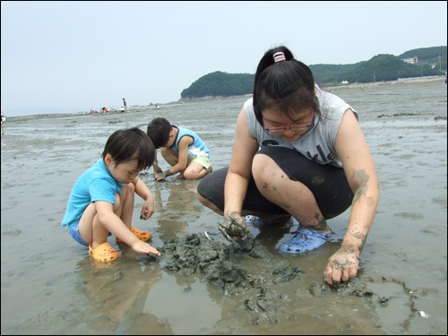  우리집 아이들과 조카 아이가 조개를 캐고 있습니다. 자리만 잘 잡으면 '뻘반 조개반'으로 많은 조개를 캐낼 수 있습니다. 