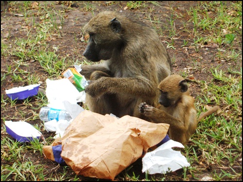 쓰레기통을 뒤지면 사람들이 먹다 남긴 음식이 있다는 것을 알고 뒤진 후, 먹고나서 그대로 버리고 가는 바분들.