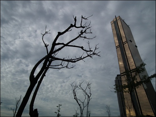 오세훈 서울시장이 만든 한강 르네상스엔 죽은 나무들로 가득합니다. 63빌딩 앞 한강 변에 오시장이 심은 나무들이 줄줄이 고사되어 있습니다. 아이들 밥값을 가지고 자신의 정치적 입지의 도구로 이용하는 사람의 미래가 어찌될지 말라죽은 나무가 경고하고 있습니다. 
