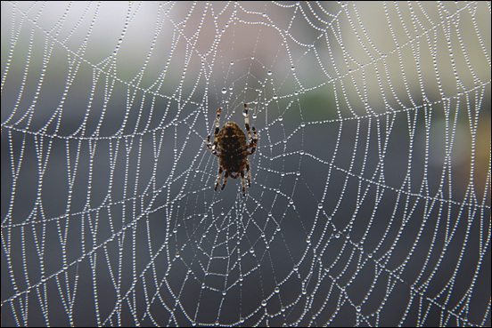 어릴적 잠자리채 만들 때 걷어 사용하곤 했던 거미줄, 이런 거미줄을 아주 오랜만에 만났다. 농약때문에 농촌지역에서도 이런 거미줄 만나가기 쉽지 않다.