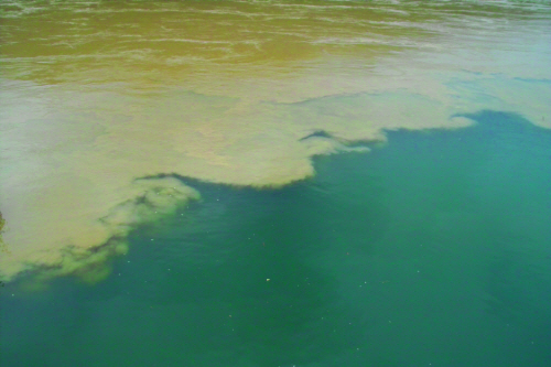 섬진강 상류 흙탕물과 화개동천의 맑고 푸른 물이 합수를 하며 묘한 대조를 이루고 있다.