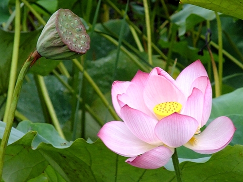  연꽃은 화사한 색깔의 아름다운 꽃잎과 속살도 좋고, 특이하게도 생긴 연밥의 모양도 무척 이채롭다.