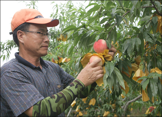 귀농 3년차를 맞은 조경현 씨가 자신의 과원에서 복숭아를 수확하고 있다.