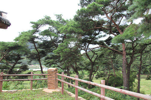 송석정의 주변에는 소나무와 대밭이 있다
