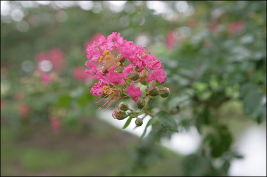 명옥헌원림에 핀 배롱나무 꽃. 