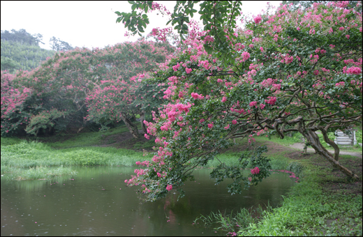 배롱나무 꽃 활짝 핀 명옥헌원림. 연못과 어우러져 멋스럽다.
