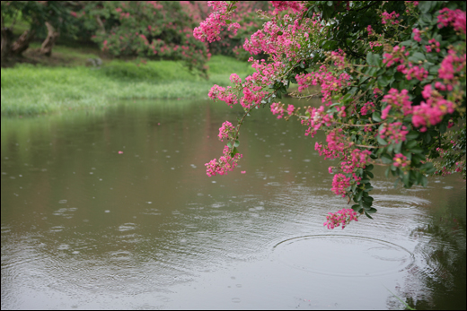 명옥헌원림에 활짝 핀 배롱나무 꽃이 연못 위에 드리워져 있다. 그 위로 빗방울이 떨어지고 있다.