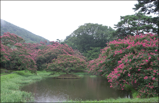 배롱나무 꽃 활짝 핀 명옥헌원림 풍경. 꽃과 노송, 누정과 연못이 잘 조화를 이루고 있다.