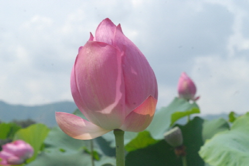 연꽃 필듯 말듯 오므린 연꽃 봉오리