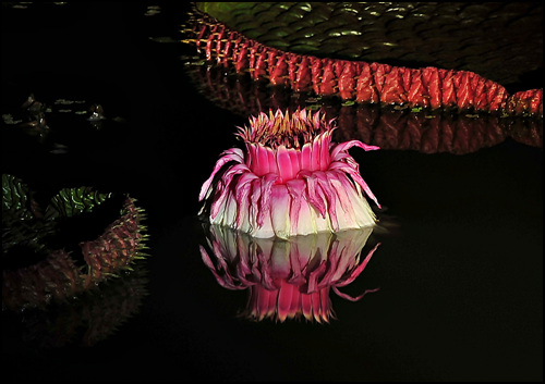 2년전 찍은 왕관모양을 한 빅토리아연꽃이다.