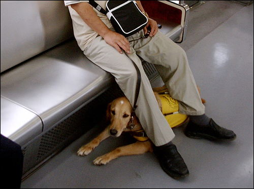 지하철을 탄 장애인 보조견(사진 제공: 한국장애인도우미견협회 제공)
