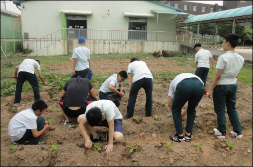 배추는 9월 초순까지 심을수 있다. 학교텃밭에 배추를 심고 있는 인천의 N중학교 텃밭동아리 학생들