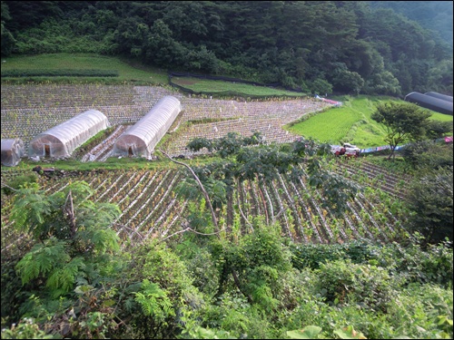 잎담배 수확이 끝난 밭과 비닐하우스가 있는 풍경
