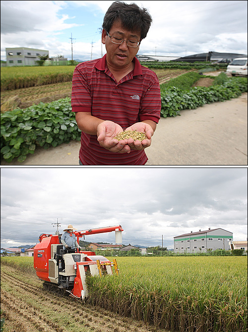 김해 봉하마을 주민들은 '친환경 생태농법'으로 봉하쌀을 재재해 지난 2일 수확했다. 위 사진은 김정호 대표가 수확한 쌀을 살펴보는 모습.