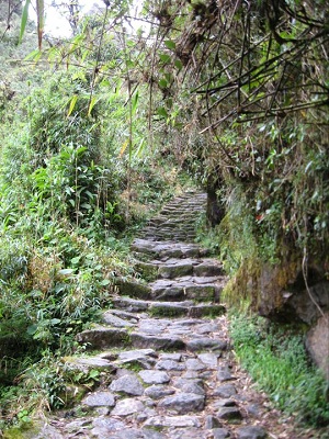 잉카트레일을 따라 마추픽추로 가는 숲속 길