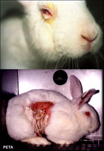 대표적인 불필요한 동물실험이라고 전 세계적으로 인정된 화장품동물실험. 살아있는 토끼의 눈에 마취하지 않은채 약품을 넣는다. 화장품의 원료는 이제 모두 과거에 실험을 거쳤기 때문에 더 이상의 실험이 필요없다.