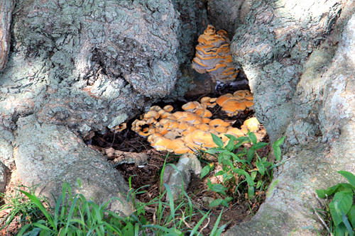 나무 밑 한편이 움푹 들어간 곳에는 버섯이 자라고 있다