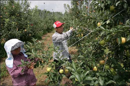 장성사과영농조합법인 회원이 추석을 맞아 출하할 사과를 수확하고 있다.