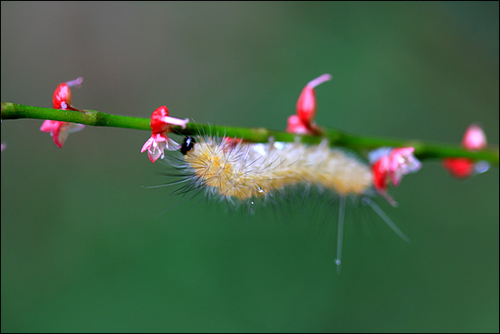 비온 날, 이 작은 꽃 줄기에서 쉼의 시간을 갖는 것일까? 활짝 피어난 이삭여뀌의 향기를 맡으러 온 것일까?