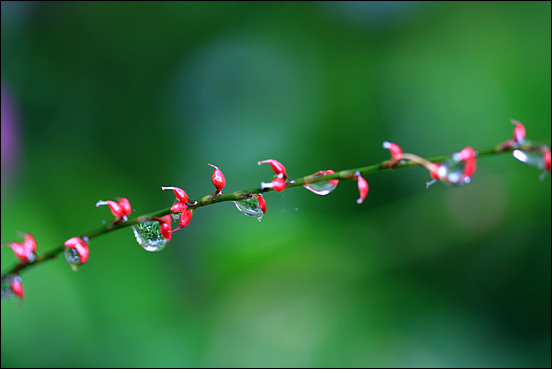 여뀌 꽃이 피어나면 본격적인 가을이다. 그 작은 꽃들은 물방울 보다도 작다. 그러나 그들도 어우러지면 풀섶은 붉게 물들인다.
