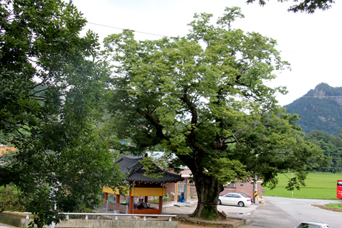 우봉리 마을에서 섬기고 있는 스령 450년이 느티나무