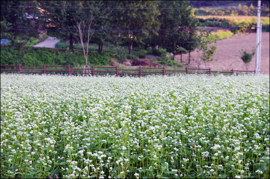 메밀밭. 이효석 당대의 메밀밭과는 달리 이 메밀밭들은 주로 경관을 위해 재배되는 것이다.