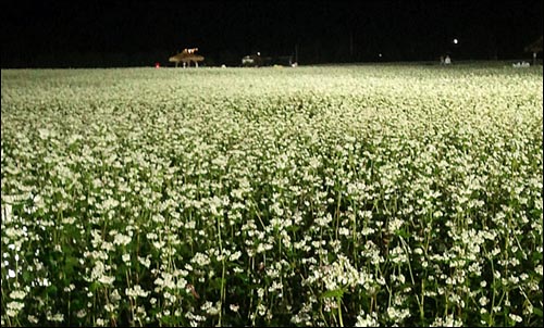 메밀꽃 밭의 밤 풍경