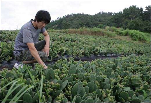 일본생활을 접고 지난해 귀농한 오기조 씨가 천년초 밭에서 풀을 뽑고 있다.